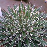 Agave parviflora ©JLcoll.171.jpg